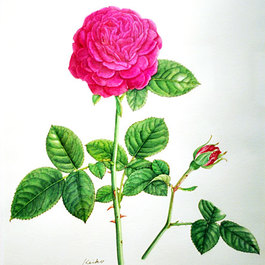 ボタニカル アート 教室　〜植物細密画〜　　講師　小島　万里子