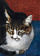 [7] 黒澤寛子「il mio gatto」テンペラ混合技法　月曜鍋島正一イタリア・ルネサンス技法講座在籍
自宅の愛猫です。